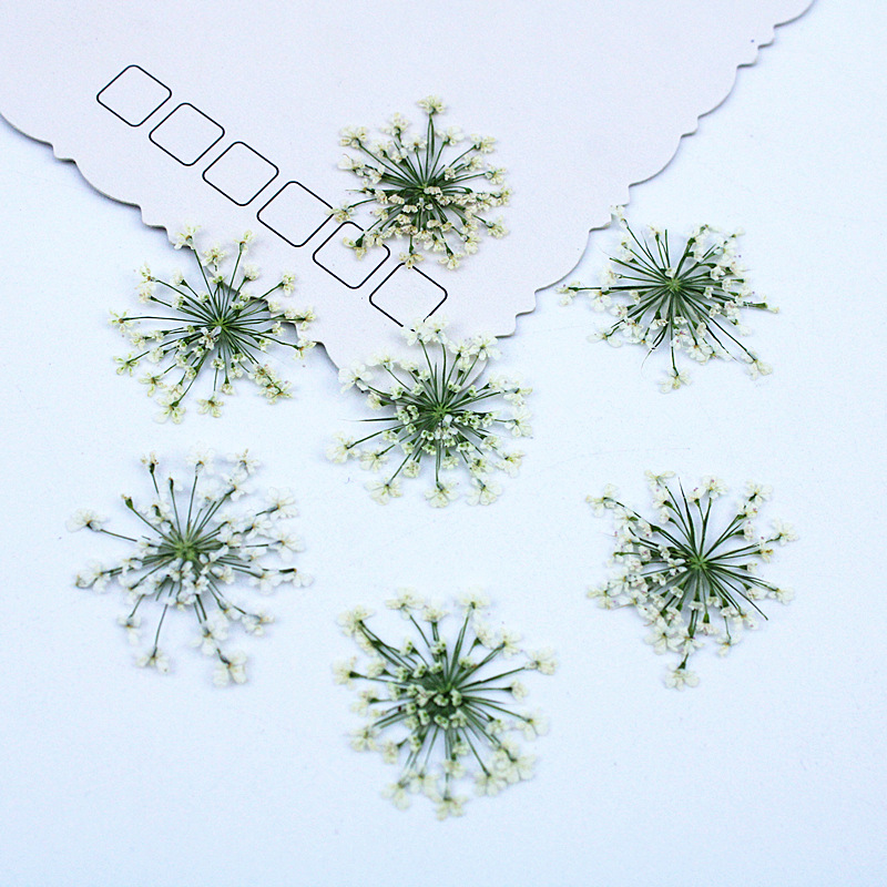 Resin Art Baby - 500pcs Lace Flowers Dried Flowers Pressed