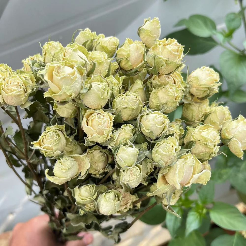 Real Preserved Roses Dried Flo - Resin Art Rose ulasan dan harga