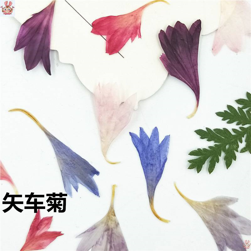 20 Plant Specimens of Cornflow - Resin Art Baby ulasan dan harga