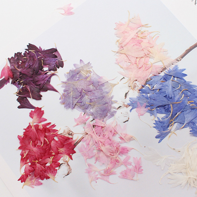 20 Plant Specimens of Cornflow - Resin Art Baby ulasan dan harga