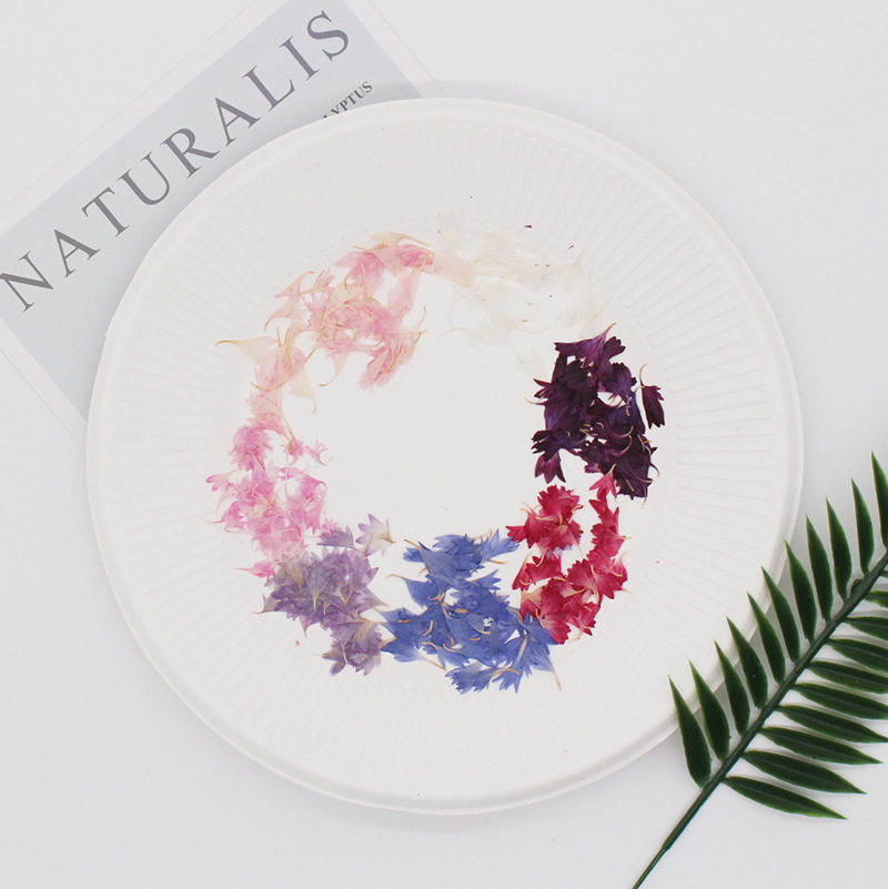 20 Plant Specimens of Cornflow - Resin Art Baby ulasan dan harga