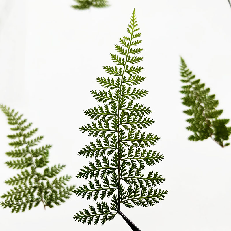 100Pcs Natural Rain Fern Leaf  - Resin Art Baby ulasan dan harga
