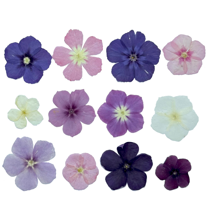 12pcs,Semi-Transparent Niche P - Resin Art Baby ulasan dan harga